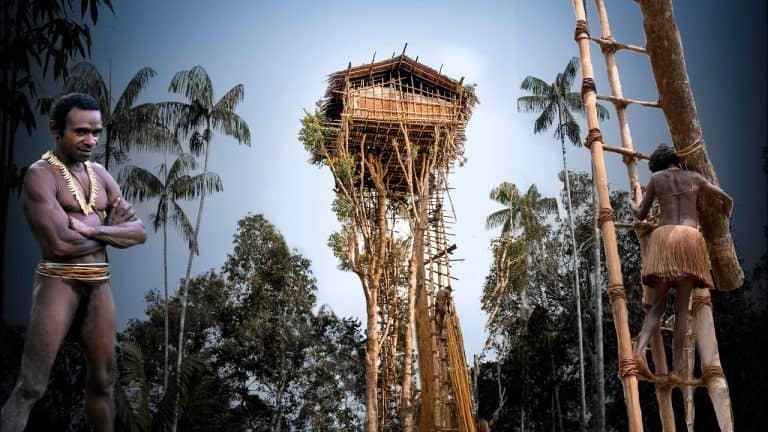 korowai tribe treehouse