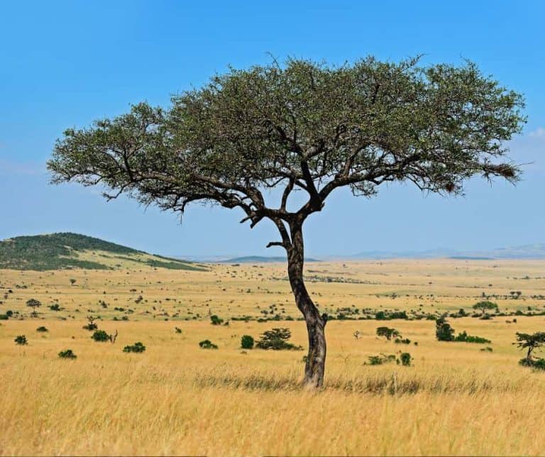 The Safari Animal That’s Nature’s Alarm Clock