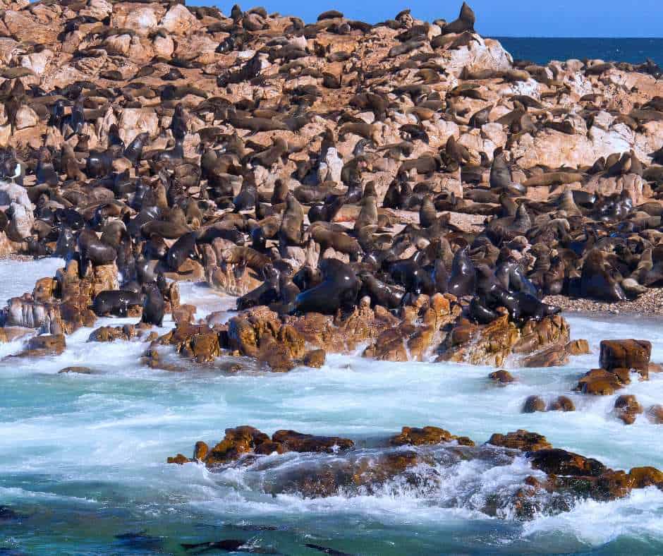 Dyer Island, South Africa