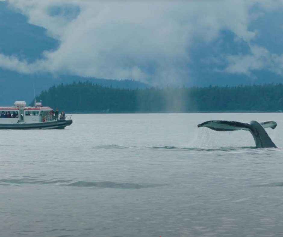 alaska cruise whales