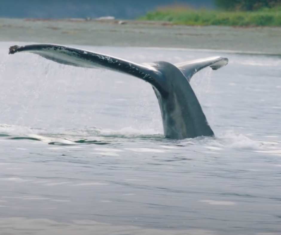 whale tail