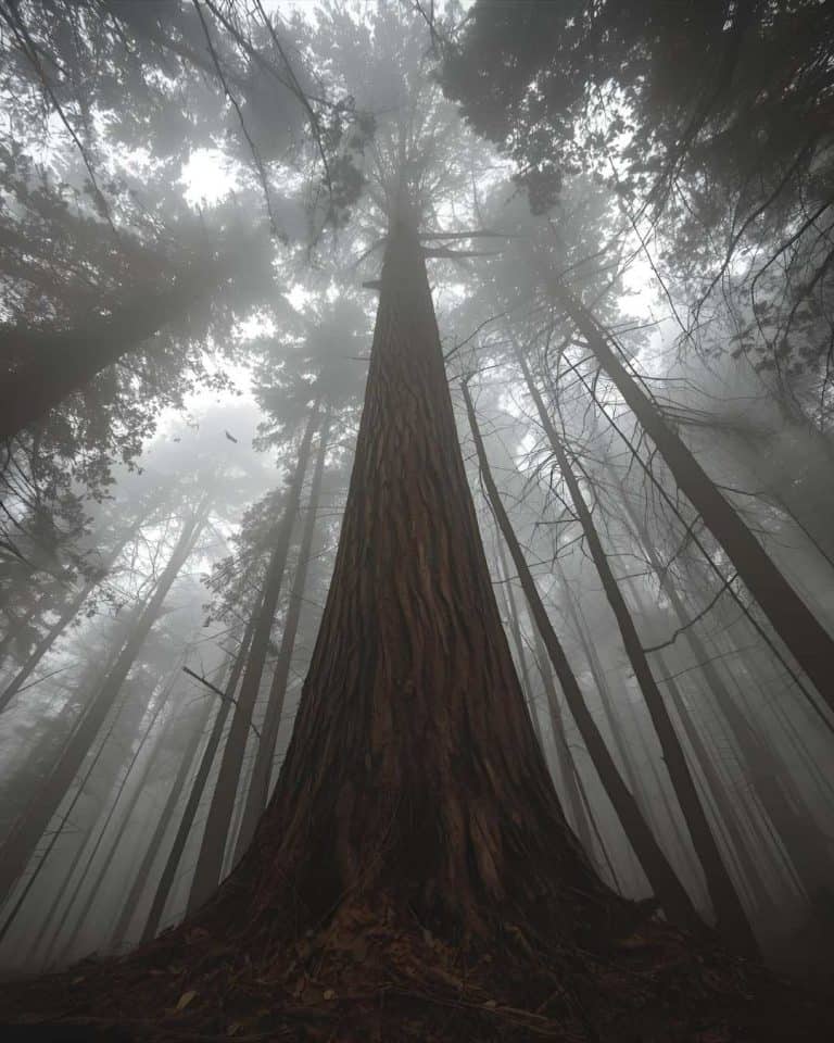 tallest tree